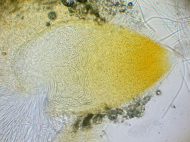 Cordyceps spec.